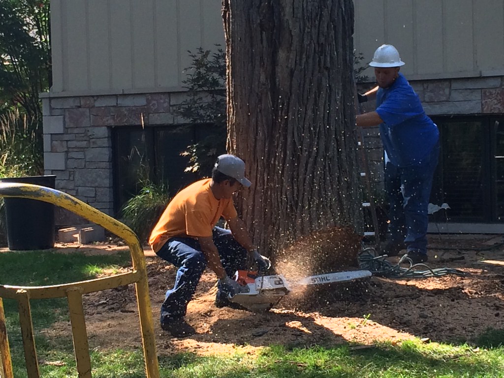 Tree Removal