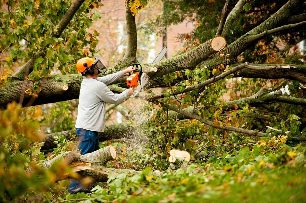 Tree Removal Services