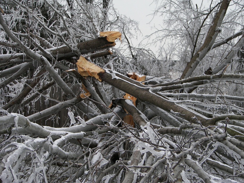 Tree destruction ice storm damage.